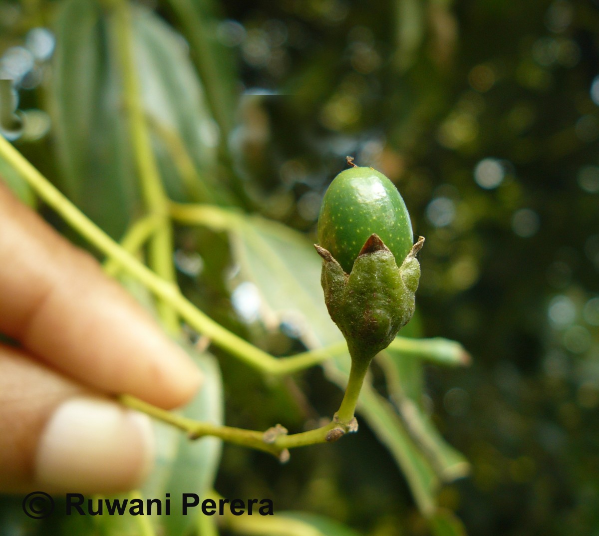 Cinnamomum verum J.Presl